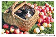 Kartīte, kaķis ābolu grozā (100x150mm)