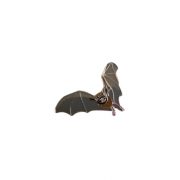 Motacilla, nozīmīte, pipistrellus sikspārnis